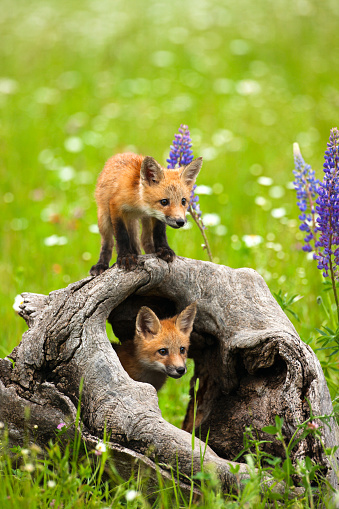 Cute red fox pups in a field of early summer flowers, watch another pup from inside and atop an old deadwood in Minnesota, USA.