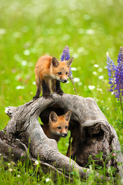 Cute red fox pups play in field of flowers Cute red fox pups in a field of early summer flowers, watch another pup from inside and atop an old deadwood in Minnesota, USA. red fox photos stock pictures, royalty-free photos & images