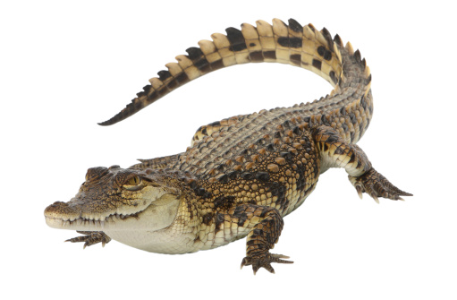 young Nile crocodile, studio shot, with clipping path