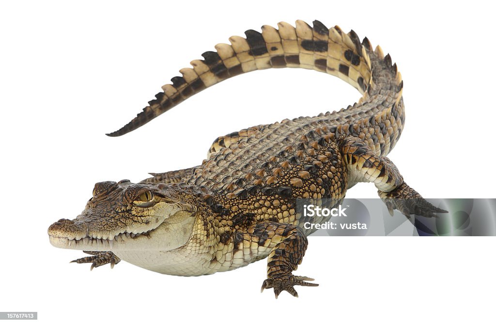 Młody Krokodyl nilowy - Zbiór zdjęć royalty-free (Krokodyl)