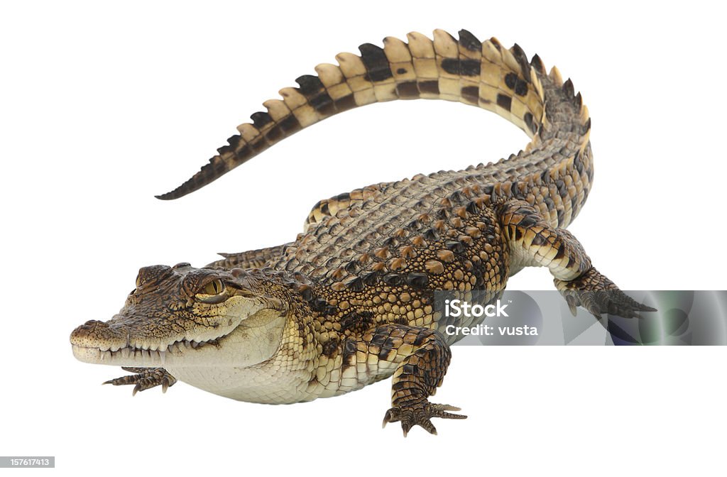 Jovem Crocodilo do Nilo - Foto de stock de Crocodilo royalty-free