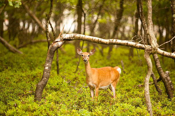 female deer in the forest