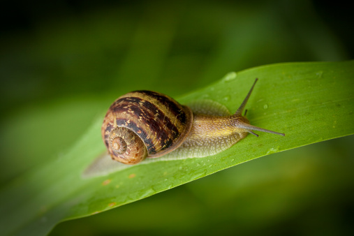 Macro of snail looking down from top of grass stalk, low point of view