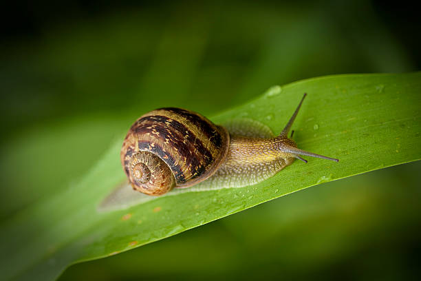 europejski ślimak brązowy czołgać się - helix zdjęcia i obrazy z banku zdjęć