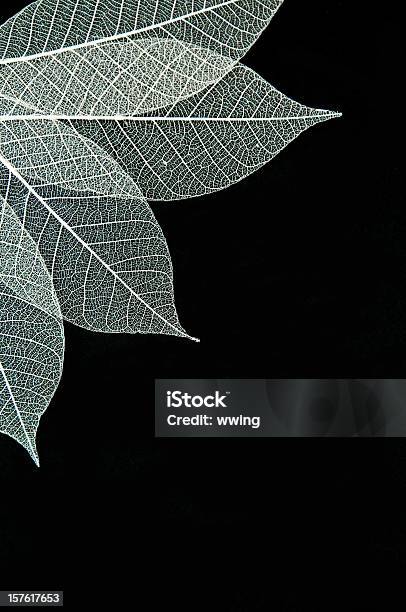 떠나다 Skeletons 검은 잎에 대한 스톡 사진 및 기타 이미지 - 잎, 개성-개념, 검정색 배경