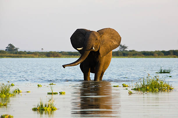 istock African elephant walking in the water 157617971