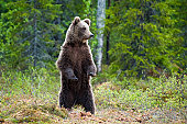 Young Brown Bear standing in a swamp, wildlife-shot