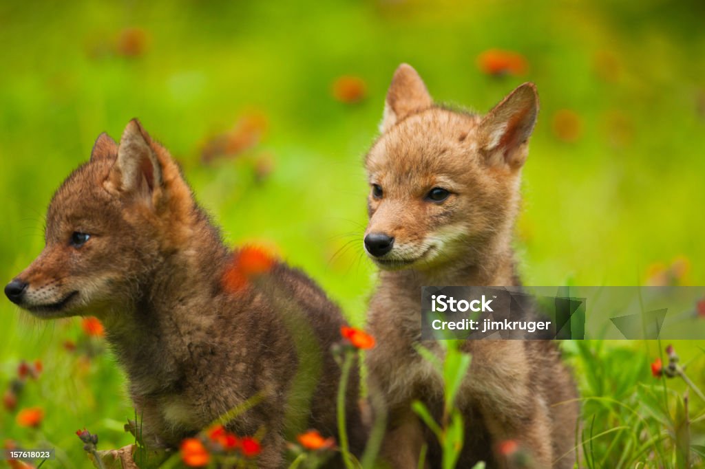 Carino coyote Cuccioli che giocano in fiori selvatici. - Foto stock royalty-free di Coyote