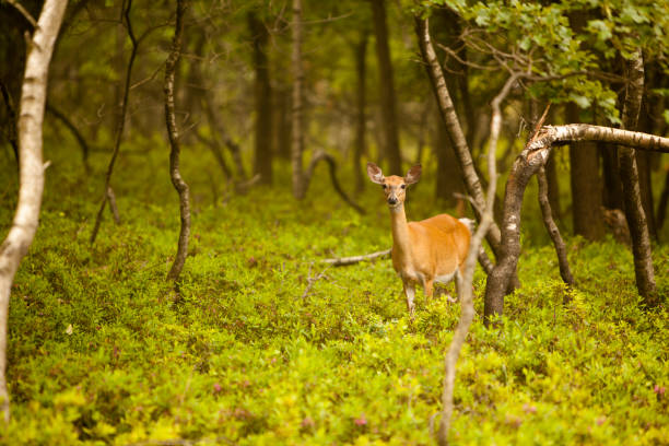 istock female deer in the forest 157618028
