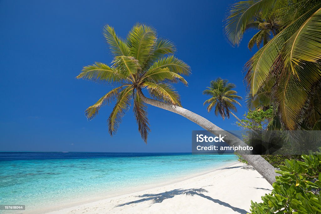 palmtrees kokosowych na piaszczystej plaży - Zbiór zdjęć royalty-free (Bez ludzi)