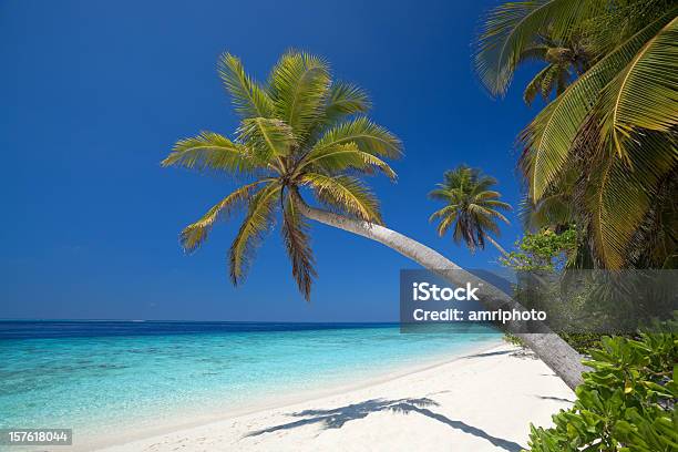 Palmtrees Kokosowych Na Piaszczystej Plaży - zdjęcia stockowe i więcej obrazów Bez ludzi - Bez ludzi, Bezchmurne niebo, Drzewo