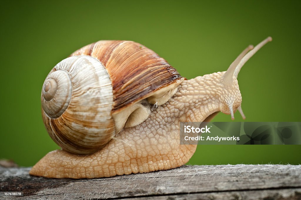 Roman Snail (Helix pomatia) on piece of wood Close up of a Roman Snail (Helix pomatia) with vignette. Snail Stock Photo