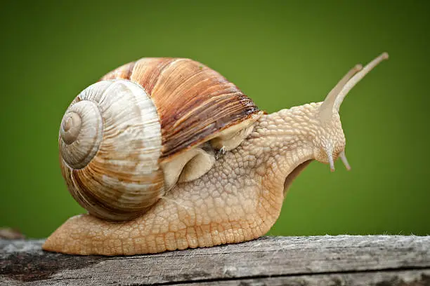 Photo of Roman Snail (Helix pomatia) on piece of wood