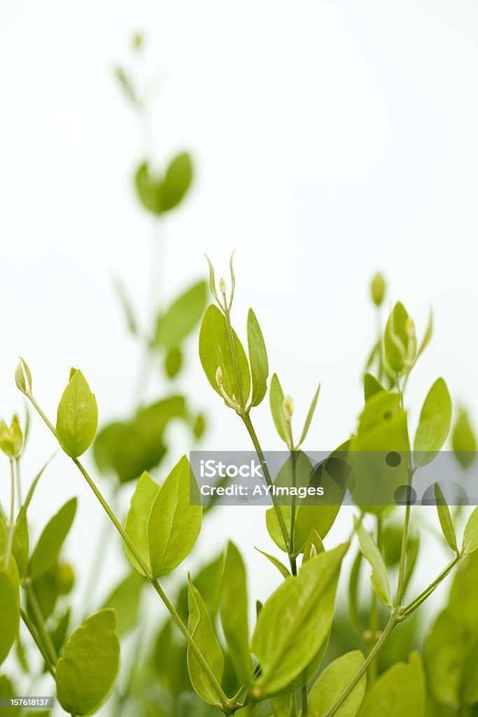 Jojoba (Simmondsia chinensis) - Lizenzfrei Jojoba Stock-Foto