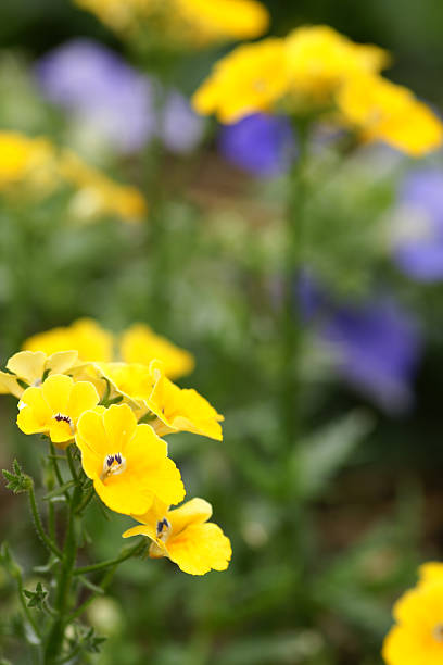 onze espelho - nemesia fruticans - fotografias e filmes do acervo