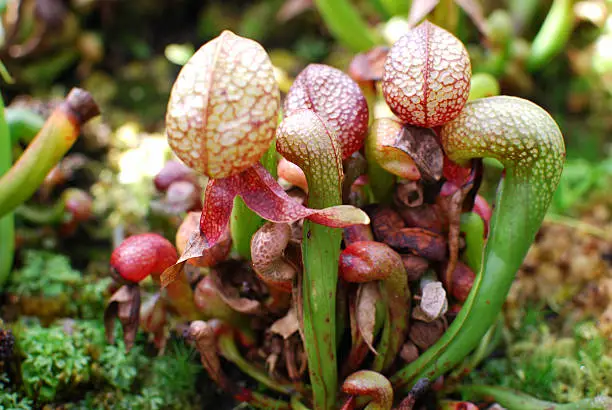 Photo of Darlingtonia californica, also called the California Pitcher plant