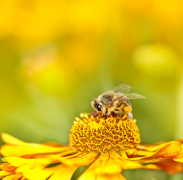 istock Bee collecting pollen on orange flower 157618186