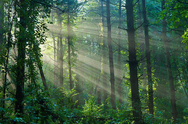 And the light shines through the trees. Somewhere in the woods near Nadrin, Le Hérou, Parc Naturel des Deux Ourthes.
