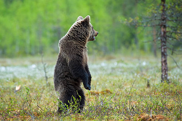istock Young Brown Bear standing in a swamp, wildlife-shot 157618237