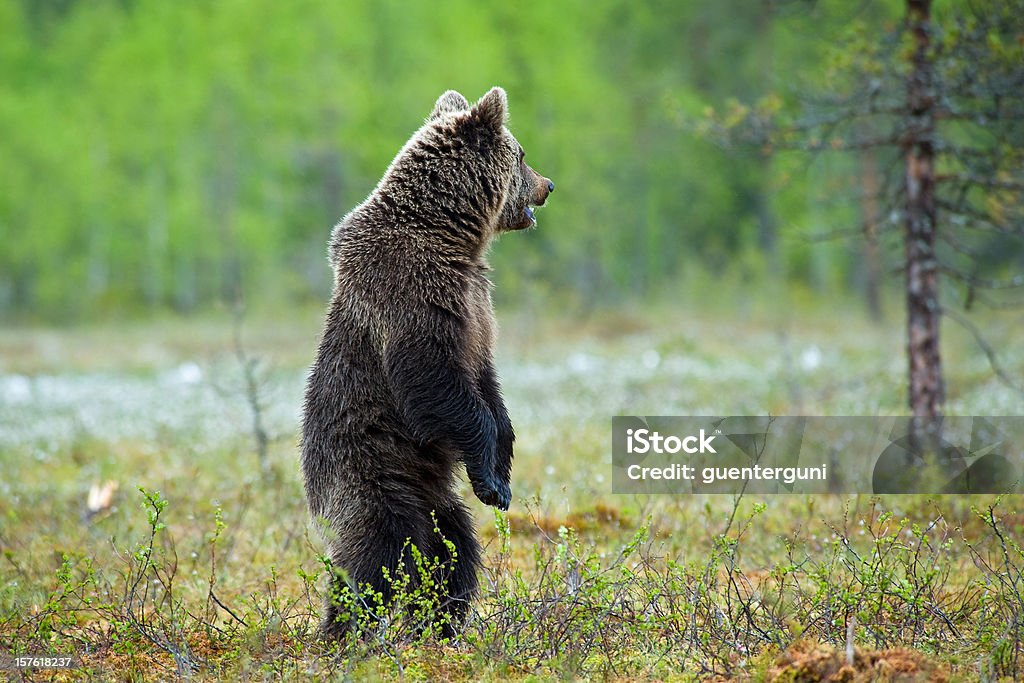 Jovem urso pardo em pé em um pântano, vida selvagem e fotografia - Foto de stock de Ficar de Pé royalty-free