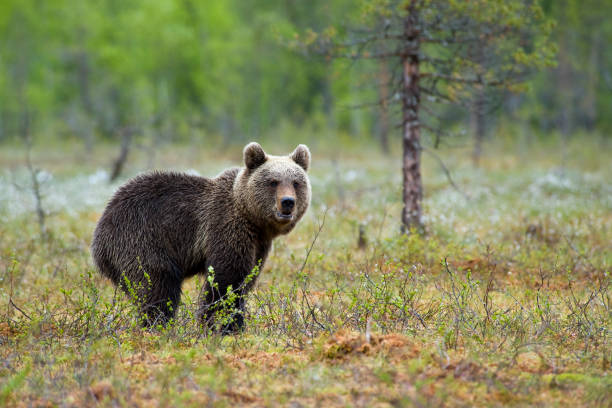 istock Young Brown Bear, light rain, swamp area, wildlife-shot 157618238