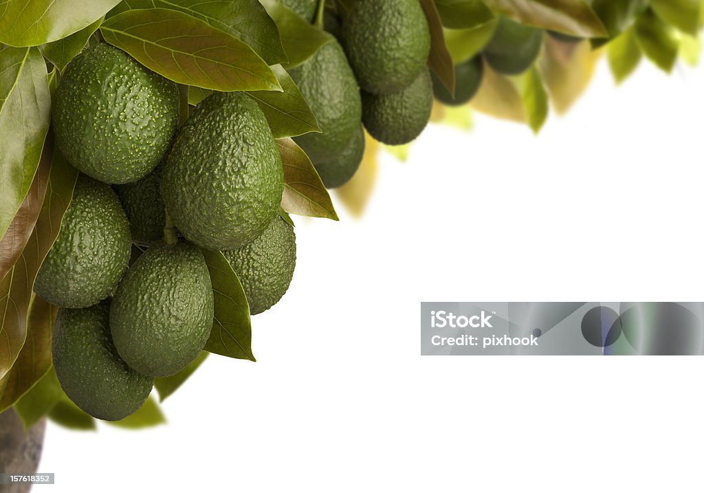 Avocados - Lizenzfrei Avocado Stock-Foto