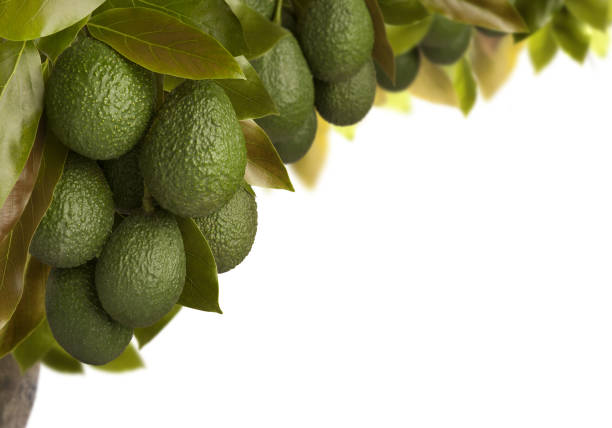 Avocados Haas Avocado Tree Heavy with Fruit against a white background. hass avocado stock pictures, royalty-free photos & images