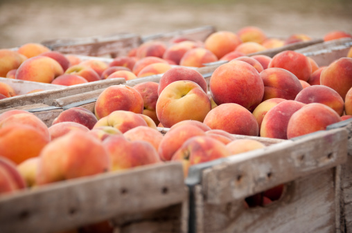 A close-up shot of fresh peaches during harvest in the Hill Country of Texas.  Converted from RAW file with 16 bit processing.