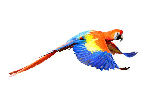 A red scarlet macaw (Ara macao) in flight isolated on white background.