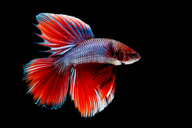 beta splendens - fish siamese fighting fish isolated multi colored imagens e fotografias de stock