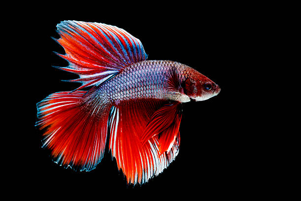 бойцовая рыбка - fish siamese fighting fish isolated multi colored стоковые фото и изображения