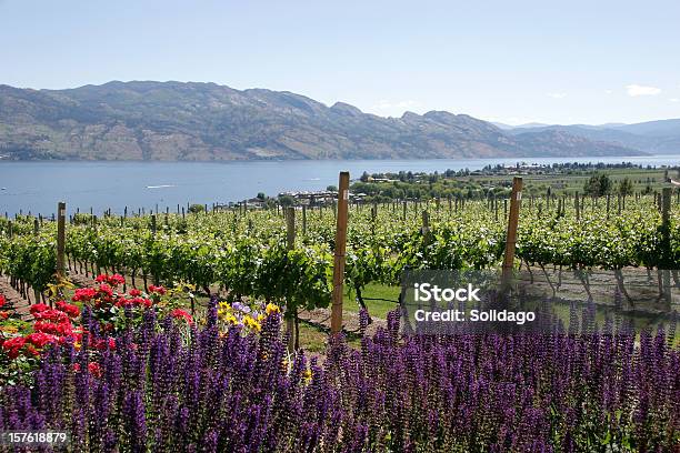 Kelowna British Columbia Vineyards Stock Photo - Download Image Now - Kelowna, Vineyard, Blue