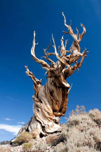 Bristlecone Pine in the Ancient Bristlecone Pine Forest in the White Mountains of eastern California