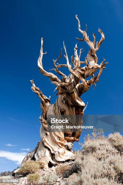 Pinheiro Bristlecone - Fotografias de stock e mais imagens de Torcido - Torcido, Árvore, Pinheiro bristlecone