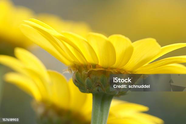 Foto de Detalhe De Uma Dyer Camomille e mais fotos de stock de Amarelo - Amarelo, Botânica - Assunto, Cabeça da flor