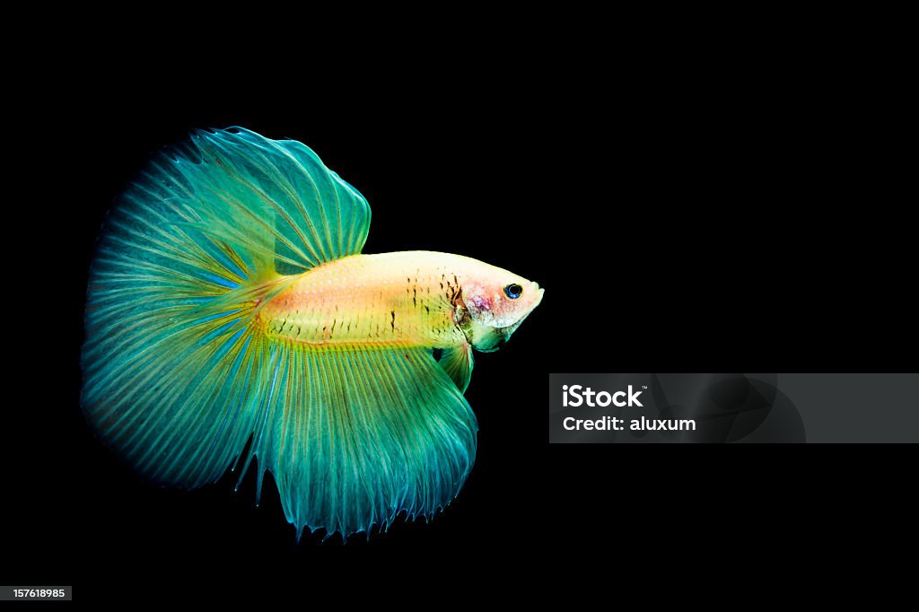 Pesce combattente - Foto stock royalty-free di Pesce combattente