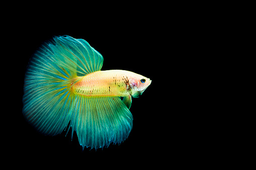 Betta Splendens fish also called Siamese Fighting fish This is a yellow half moon variety