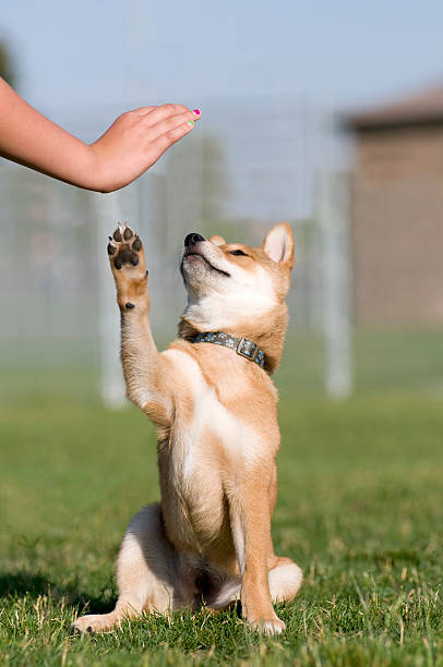 Trained Puppy Gives High Five A 4 month old trained Shiba Inu gives a young girl high five on the grass. shiba inu stock pictures, royalty-free photos & images