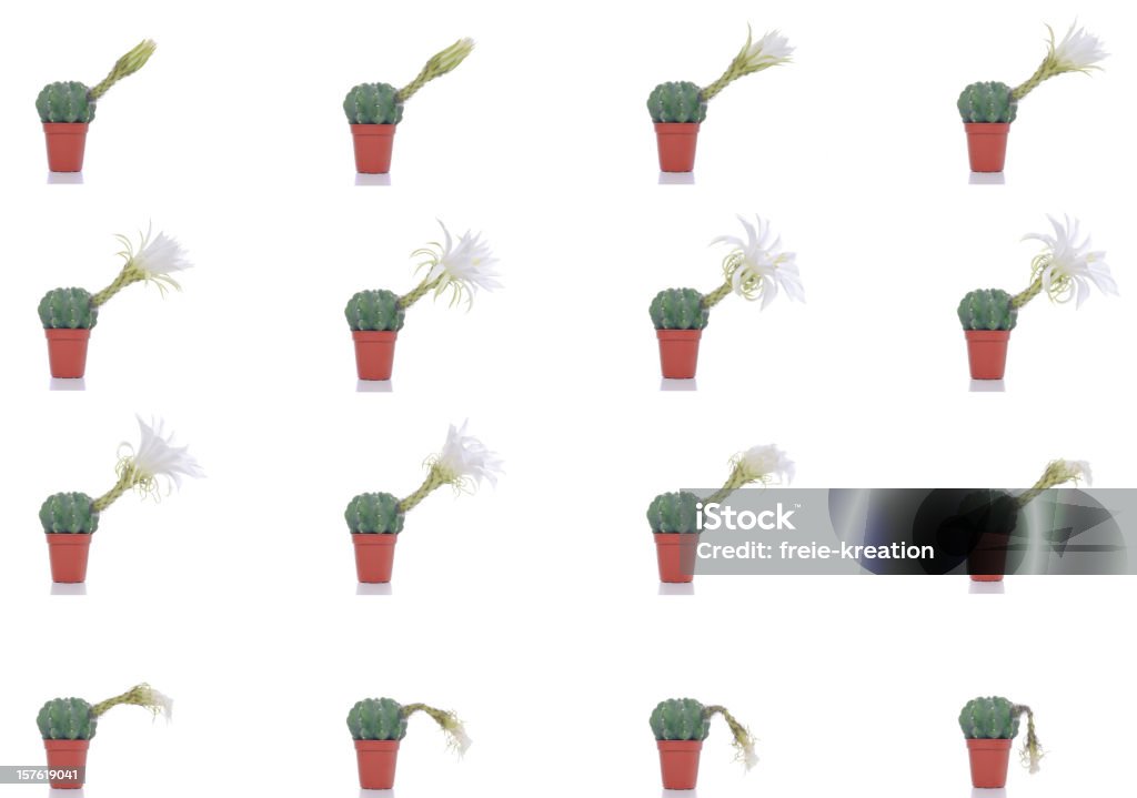 Fiorente Wilting Fiore di Cactus e time lapse - Foto stock royalty-free di Cactus