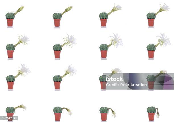 Fiorente Wilting Fiore Di Cactus E Time Lapse - Fotografie stock e altre immagini di Cactus - Cactus, Appassito, Esposizione multipla
