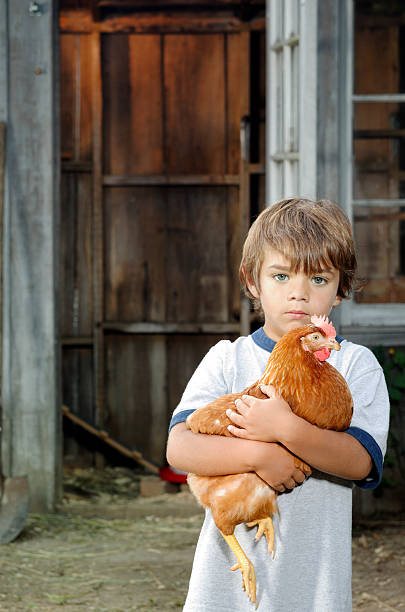 istock Serious little boy with his backyard laying hen 157619169