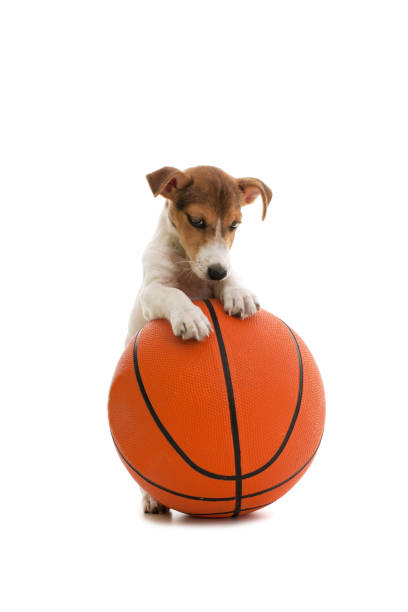 istock little jack russell and basket ball 157619201