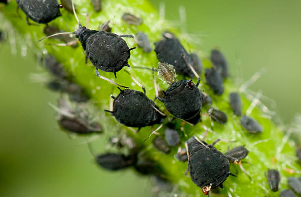 Aphids  aphid stock pictures, royalty-free photos & images