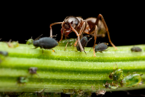Ant on a flower stem milking black and green lice. Lice sucking plant juices. Ant gets lice to release sweet fluid and protects them in return. 4 times macro magnification.