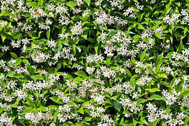 Jasmin Plant with Flowers in Tuscany, Italy Jasminum Officinale in a tuscan field in Italy. jasminum officinale stock pictures, royalty-free photos & images