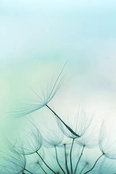 Dandelion seed, shallow focus