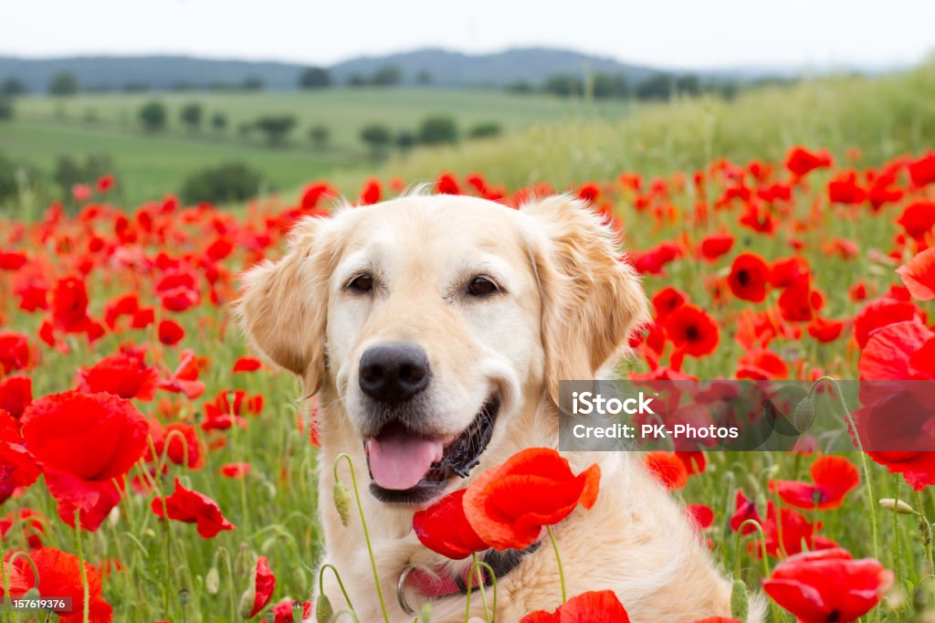 Feliz en el campo de amapolas labrador dorado - Foto de stock de Amapola - Planta libre de derechos