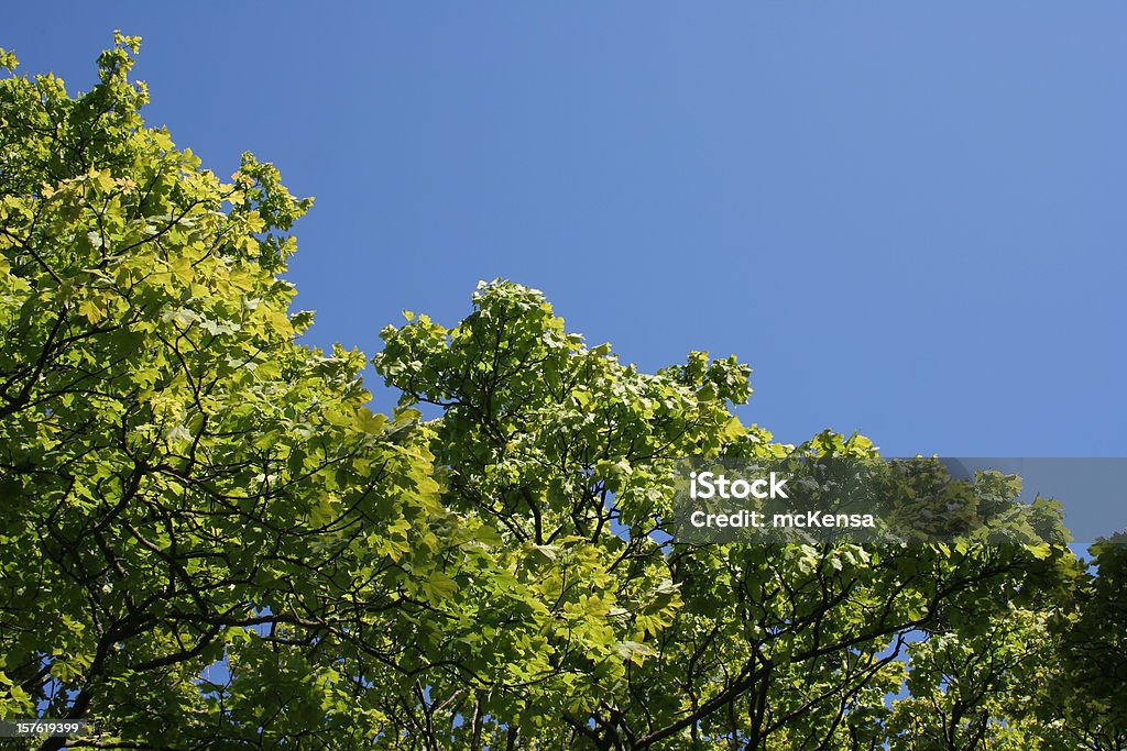 Treetops contro il cielo blu, spazio di copia - Foto stock royalty-free di Albero