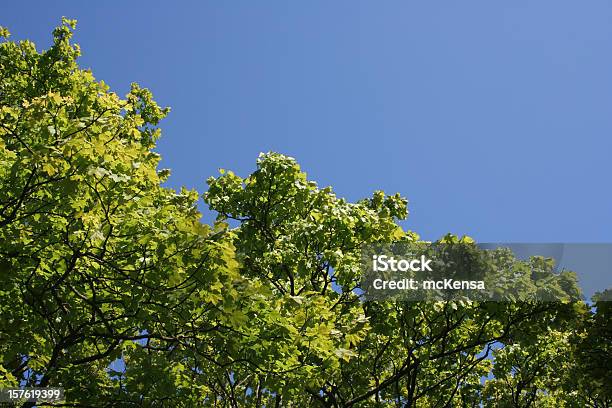 Treetops Contro Il Cielo Blu Spazio Di Copia - Fotografie stock e altre immagini di Albero - Albero, Blu, Cielo