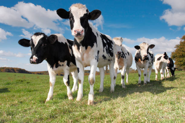 Foto showing calws / young cows on the field